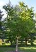 Brzoza Maksymowicza DUŻE SADZONKI 250-300 cm, obwód pnia 10-12 cm (Betula maximowicziana)